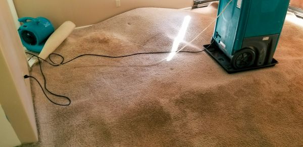 Cost of Carpet Water Extraction in Carson City
